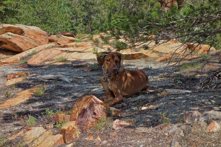 Jack rests in the shade.