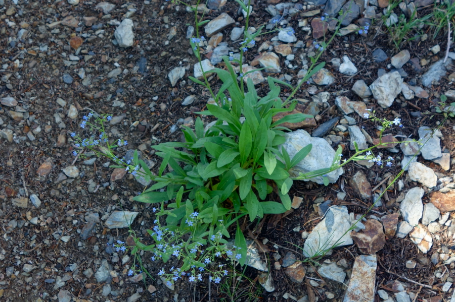 Sierra stickseed (Hackelia nervosa)