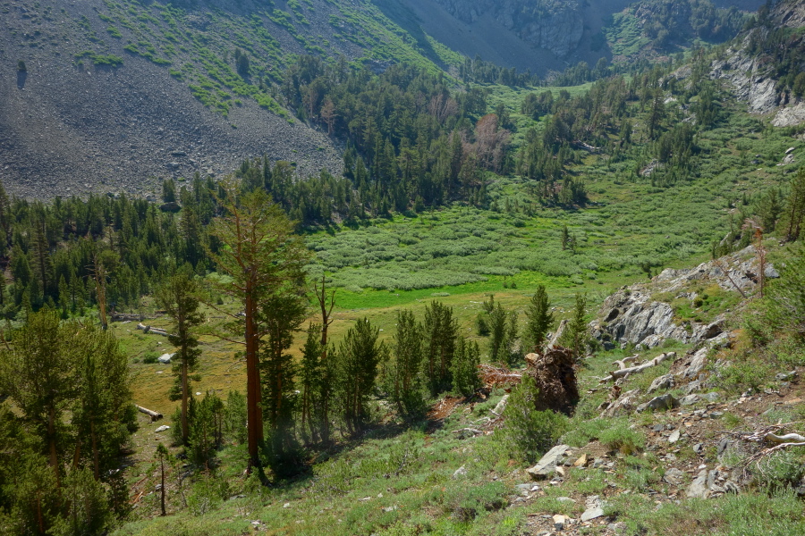 Spooky Meadow