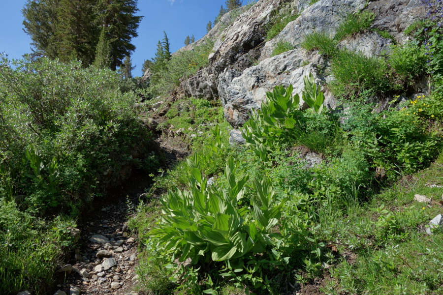 Corn lily (Veratrum californicum)