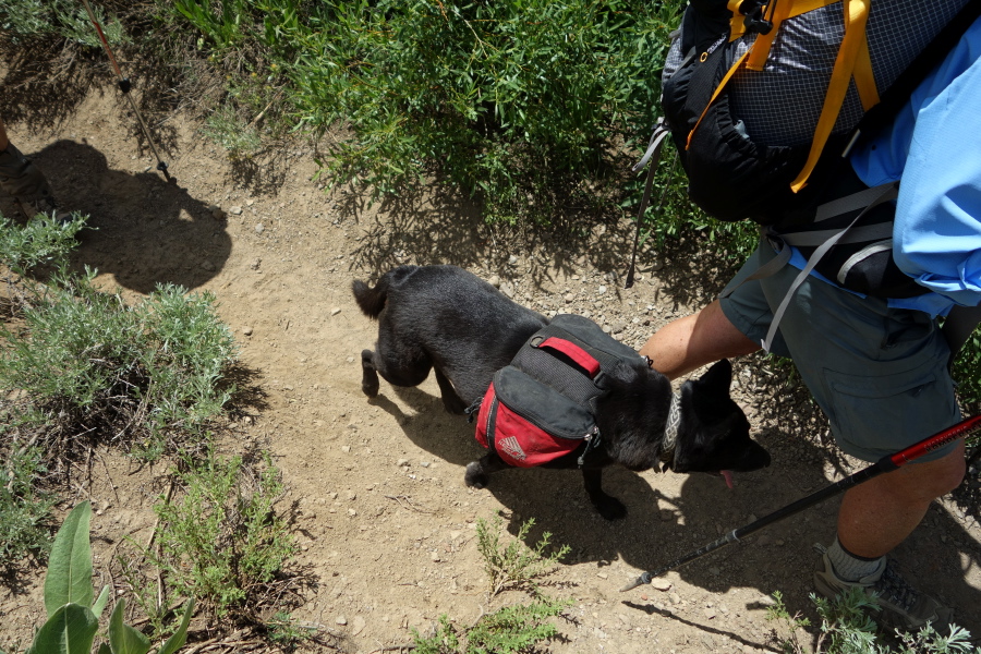 Dog with packs