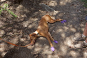 Tired dog!