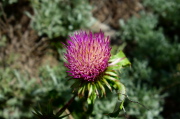 Desert mountain thistle (Cirsium arizonicum)