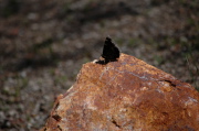 A butterfly rests.