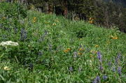 A field of bigleaf lupine, tiger lilies, and poison angelica (Angelica lineariloba)