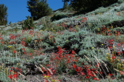 A field of pensetemon, sulphur buckwheat and sage