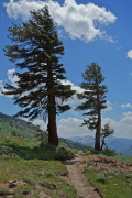 Two trees stand as sentinels beside the trail.