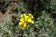 Sanddune wallflower (Erysimum perenne)