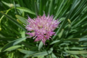 Pacific onion (Allium validum)
