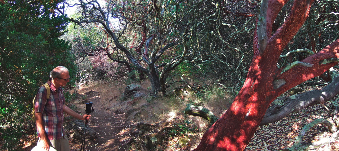 David examines a large manzanita tree seen on the New Almaden Trail.
