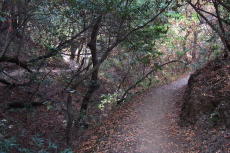 New Almaden Trail dips and rises many times.