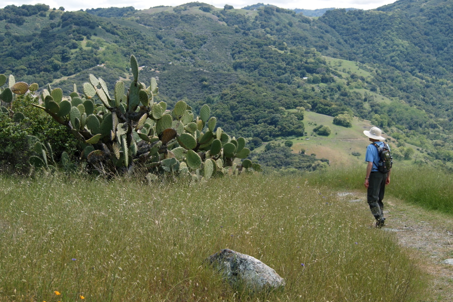 Bill pauses to examine a prickly pear cactus.