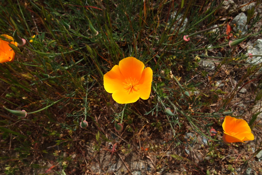 Poppies up-close