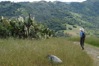 Bill pauses to examine a prickly pear cactus.