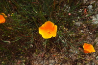 Poppies up-close
