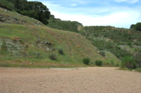 Poppies cover the side of Mine Hill.