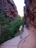 Climbing up the narrow slot canyon, Refrigerator Canyon, west of Angel's Landing.