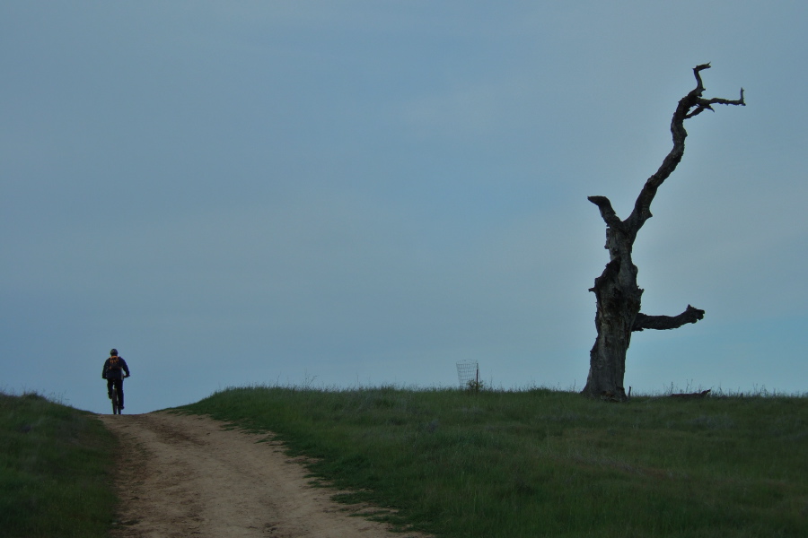 And old oak snag on a grassy knoll