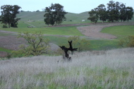 Remnants of a burned-out tree