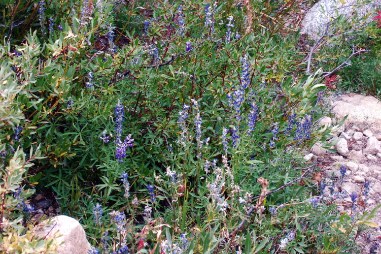 Broad-leaf lupine near Mosquito Flat.