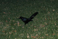 Male Great-tailed Grackle