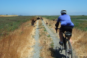 Geese take to flight upon our approach.