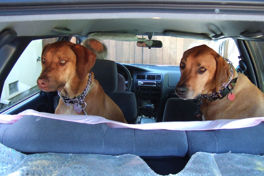 Jack and Kumba in the back seat of the car