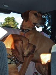 Kumba is not happy to share the back seat.