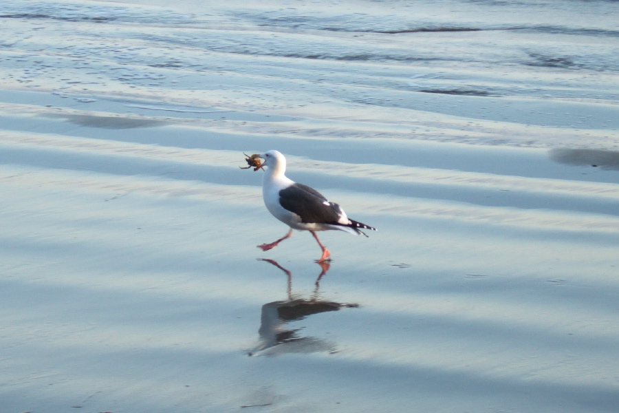 Seagull runs off with its dinner.