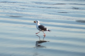 Seagull runs off with its dinner.