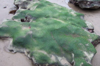 Rock covered with sea moss.