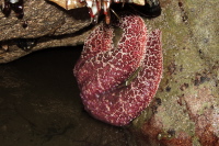 A starfish waits for the tide to return.