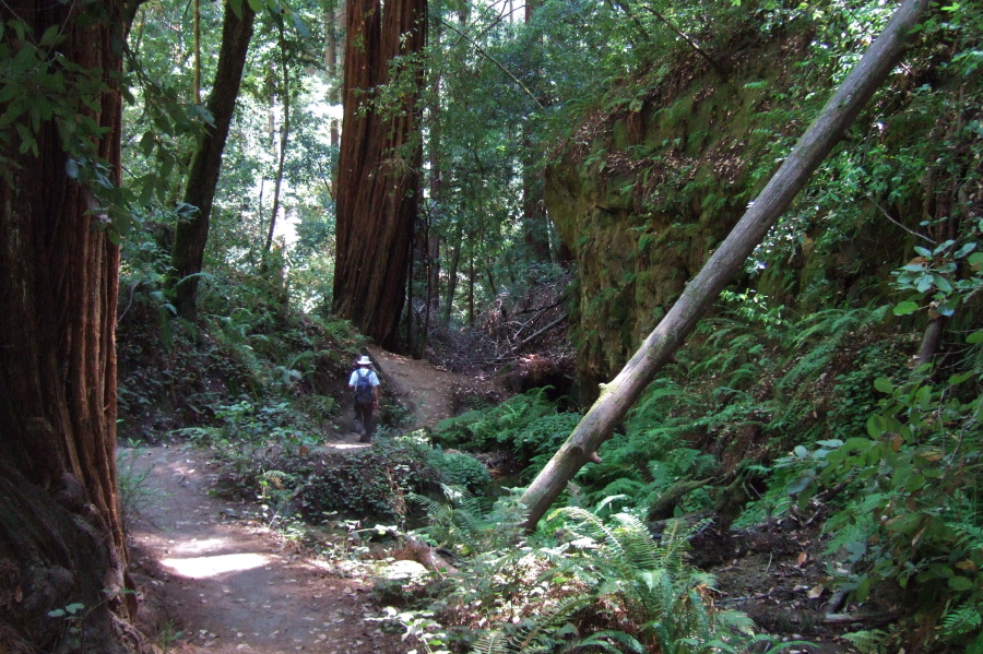Berry Creek Canyon's walls close in.