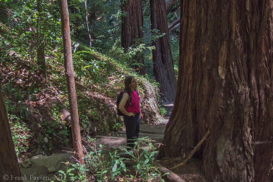 Stella pays homage to an old redwood.