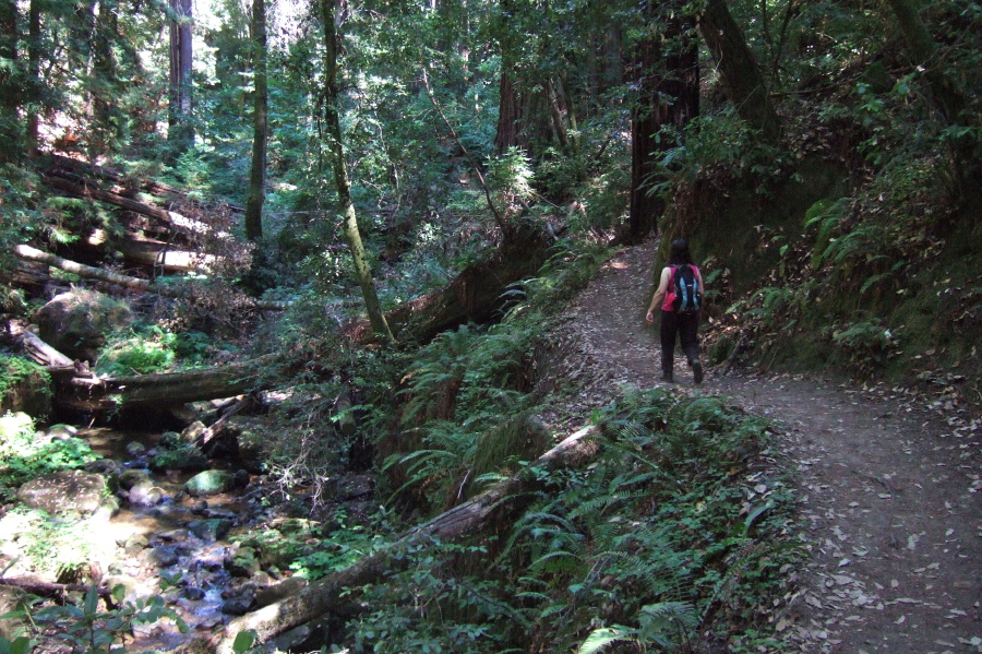 Stella climbs Skyline-to-the-Sea Trail alongside Waddell Creek (west fork).