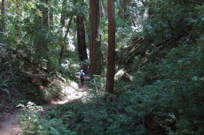 Frank descends alongside Berry Creek.