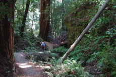 Berry Creek Canyon's walls close in.