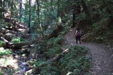 Stella climbs Skyline-to-the-Sea Trail alongside Waddell Creek (west fork).