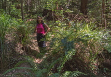 Stella amongst the ferns at the east fork of Berry Creek