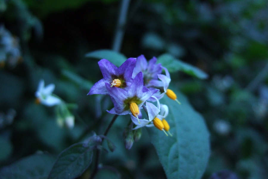 Solanum americanum (common nightshade) on Skyline-to-the-Sea Trail near Waddell State Beach