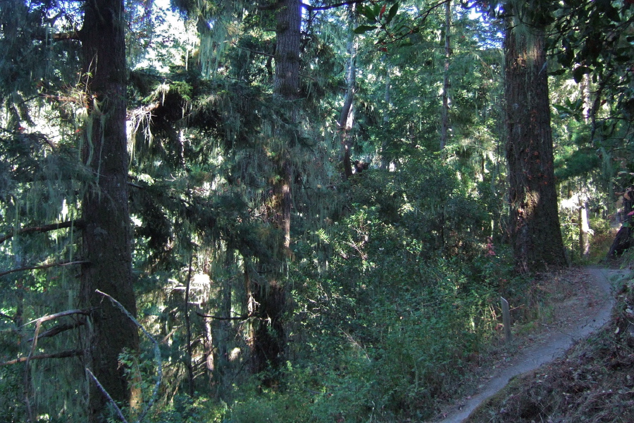 Lichen drips from the fir trees as we get closer to the coast.