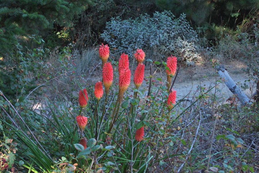Some sort of colorful bottle brush flower