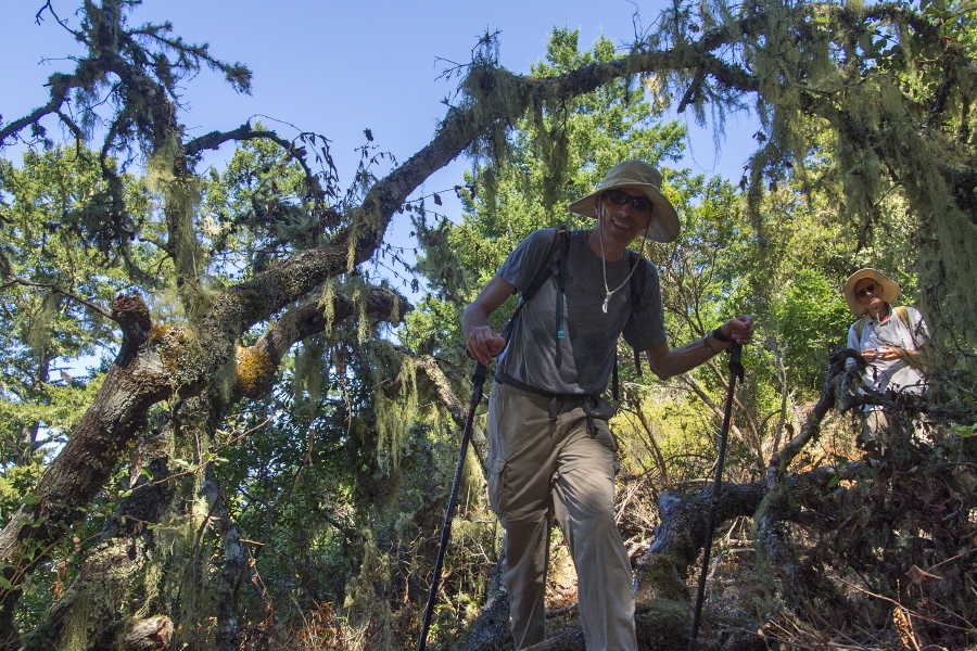 Bill passes through a lichen-covered tree.