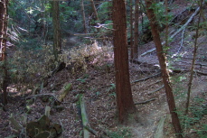 Whitehouse Ridge Trail climbs steeply through the forest.