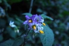 Solanum americanum (common nightshade) on Skyline-to-the-Sea Trail near Waddell State Beach