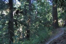 Lichen drips from the fir trees as we get closer to the coast.