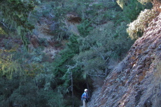 Frank takes an interest in the roots in the rocks.