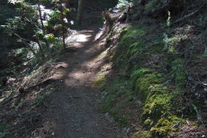 Moss covers the ground alongside the trail.