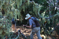 Bill ducks under a lichen-draped tree.