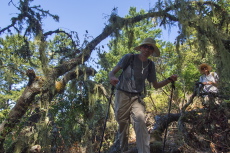 Bill passes through a lichen-covered tree.